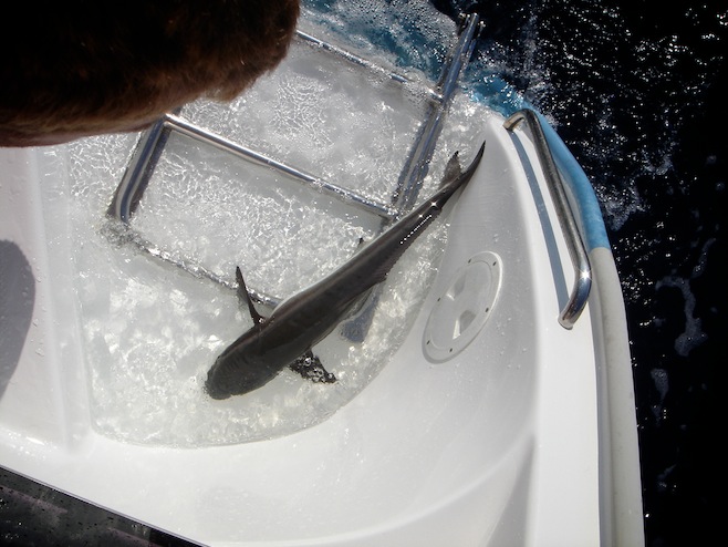 Indo En Route Shark